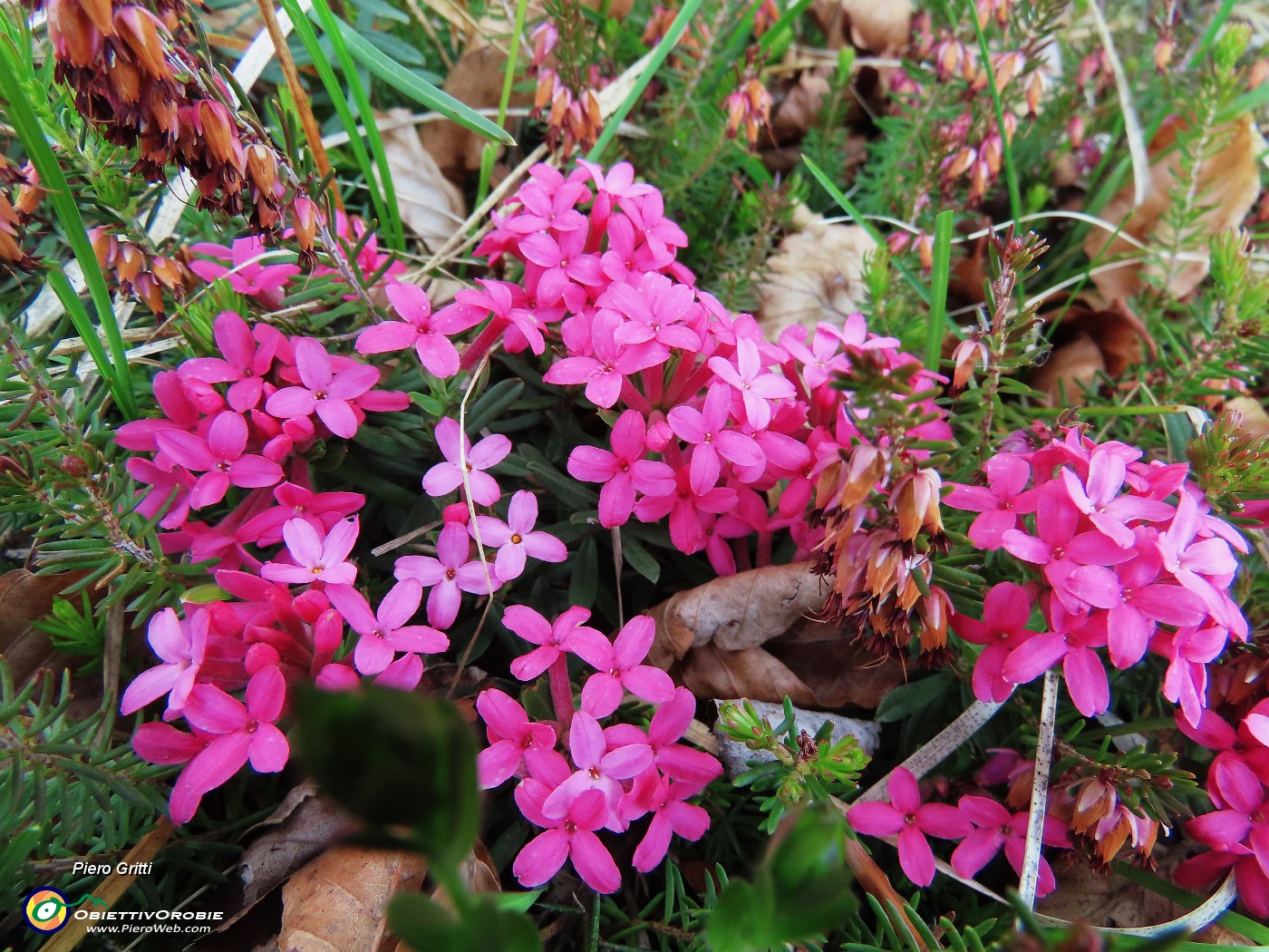 10 Daphne cneorum (Cneoro) coloratissima e profumatissima.JPG